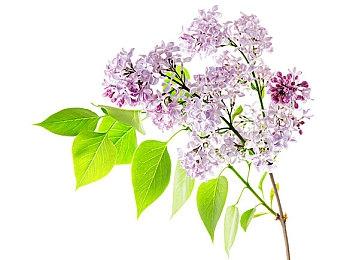 暴雪公布第二弹《暗黑破坏神2：重制版》真人宣传片